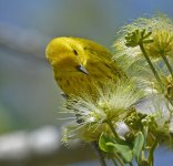 yellow warbler D800 900mm crop_DSC5173.jpg