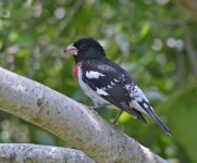 rose breasted grosbeak male D800 900mm_DSC5108.jpg