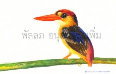 ?????????????????????????? Black-backed Kingfisher copy.jpg