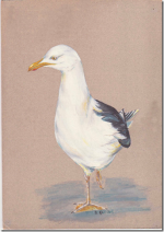 seagull painting.png