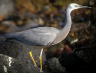 DSCN0965 White-faced Heron.jpg