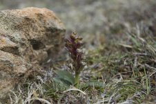 Frog Orchid.jpg