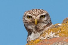 Little owl.jpg