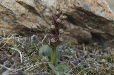 Frog Orchid 3.jpg