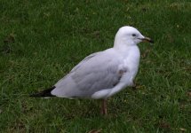 DSCN0404 Silver Gull juv..jpg