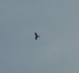 red kite from home.JPG