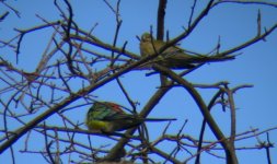 DSCN0526 Red-rumped Parrot.jpg