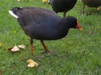 DSCN0554 Dusky Moorhen.jpg