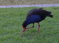 DSCN0556 Purple Gallinule .jpg