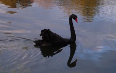 DSCN0559 Black Swan 1.jpg