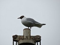 Black Headed Gull 1.jpg