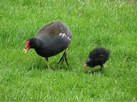 Moorhen 2.jpg