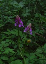 Pyramidal Orchid, salwarpe.jpg