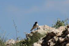 016 Red-tailed Wheatear - perched.jpg