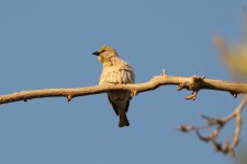 018 Yellow-throated Sparrow.jpg