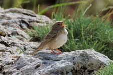 019 Pale Rock Sparrow.jpg