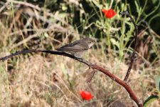 024 Upcher's Warbler.jpg