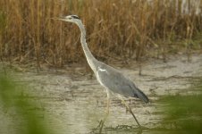 grey heron d800_N8D3865.jpg