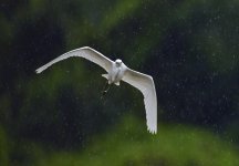 little egret flight d800_N8D3935.jpg