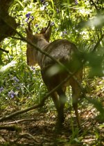 Muntjac.jpg