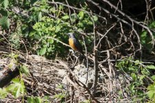 034 White-throated Robin.jpg