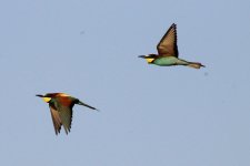036 Bee-eaters - in flight.jpg