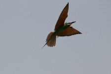 038 Blue-cheeked Bee-eater - flight.jpg