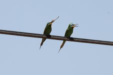 039 Blue-cheeked Bee-eater - pair.jpg