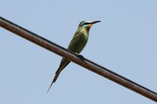 040 Blue-cheeked Bee-eater.jpg