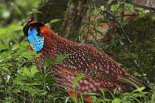 temmincks tragopan 2_edited-1.jpg