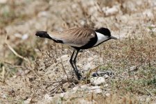 043 Spur-winged Plover.jpg