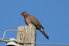 045 Laughing Dove.jpg