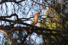 046 Hoopoe.jpg