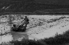 1201_Rice paddy worker.jpg