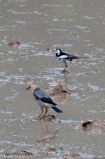 1210_Red-billed Starling & White Wagtail.jpg