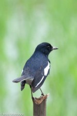 1225_Oriental Magpie-robin.jpg