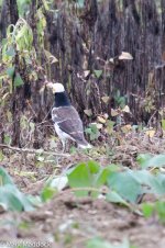 1271_Black-collared Starling.jpg