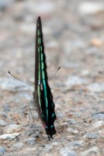 1256_Bluebottle butterfly.jpg