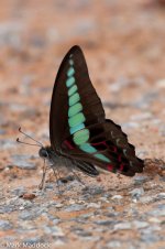 1262_Bluebottle butterfly.jpg