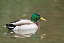 016_Mallard.jpg