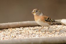 020_Brambling.jpg