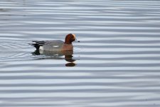 022_Wigeon.jpg