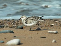 Sanderling-1---Pensarn.jpg