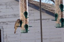 House Sparrow.JPG