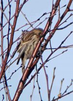 Redpoll2.jpg