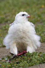 Gyr from Cape Parry.jpg