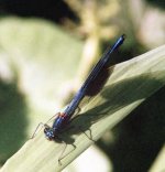 banded_demoiselle7.jpg