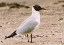 Black headed Gull.jpg