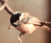 Coal Tit.jpg