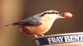 Nuthatch.jpg